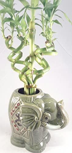 Jmbamboo - Arreglo de plantas de bambú de la suerte con 6 estilos en espiral vivo con jarrón de cerámica único de Jmbamboo