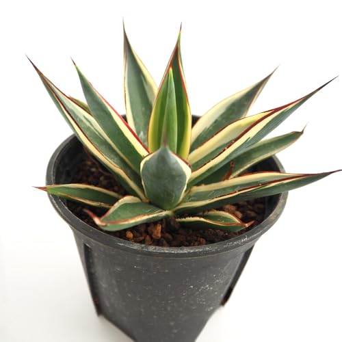 �h�s�`�m�r�d �A�K�x �X�m�[�O���E 4�� 1���� �����A�� �w���FAgave Snow Glow �u���[�O���E�̔�����i�� �t���ɃN���[���F�̕��ւ�����N�₩�ȐԂ��G�b�W������