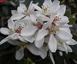 Rhaphiolepis umbellata - Japanische Weißdolde/Traubenapfel - 30-40cm