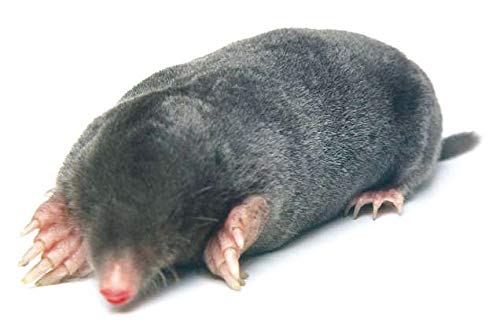 Verdemax 4508 Repellente Per Talpe E Roditori - 5