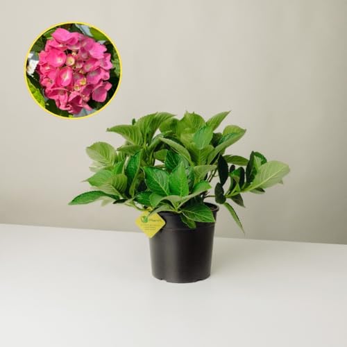 Plantì HYDRANGEA MACROPHYLLA (ROSA). Ortensia da giardino, vaso da 19 cm. Piante vere per esterno con fiori rosa delicati e fogliame verde lussureggiante. 6 mesi di concimazione inclusi.