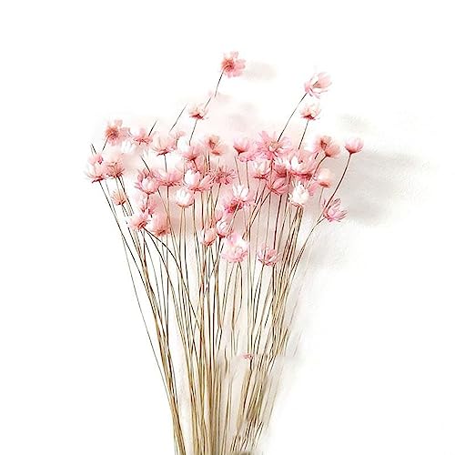 Flores secas naturales Gypsophila 100 piezas rojo miniatura 1