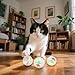 6-Pcs Plastic Transparent Cat Ball Toy, Kitten Interactive Play Toy for Pets