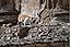 Cats of Rome
