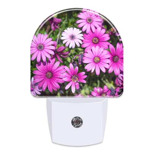 Image of Purple Daisies Flowers Night Light, Beautiful Blooming Daisy Dusk to Dawn Night Light Plug in,0.5w Energy Saving Sleep Friendly NightLight for Kids Boys Girls Home Decor