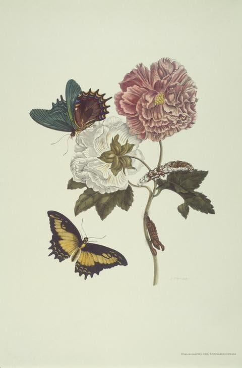 Pintura murales decor lienzo con ilustración de Maria Sibylla Merian en formato 60x90cm