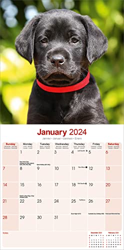 Black Labrador Puppies Calendar 2024 - Image 3
