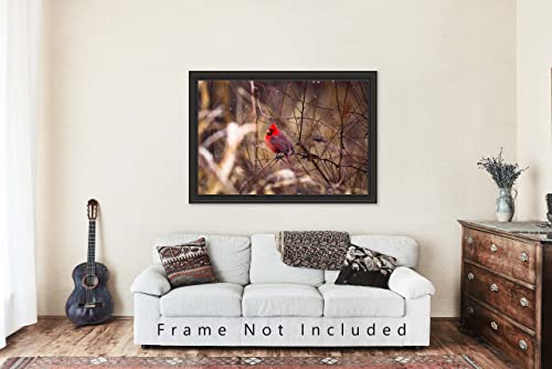 Nature Photography Print (Not Framed) Picture Of Red Cardinal Sitting On Branch Surrounded By Raindrops On Winter Day In Oklahoma Bird Wall Art Wildlife Decor 4X6 To 30X45 #TOP3