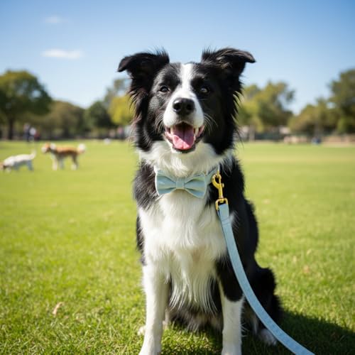 Collar personalizado para perro PETDURO en azul cielo miniatura 4