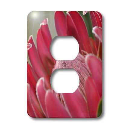 Rose protea macro fleur photographie plaque robuste double prise de courant