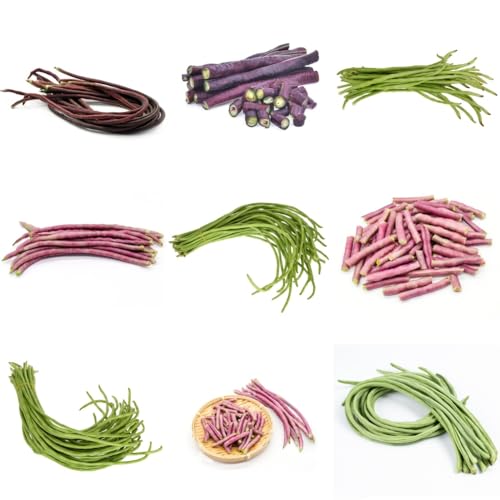 Semillas de frijol orgánico, verdes Semillas de frijol espárrago - semillas de de jardín de rocas resistentes para el jardín semillas de de 100pcs