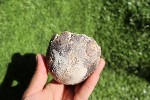 Image of Ammonite Fagesia Ammonite Fossil Rare Ammonite Fossil Natural Fossil from Morocco A32
