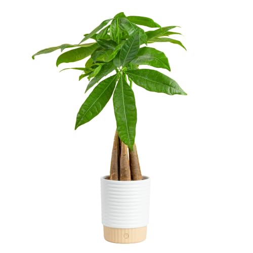 Costa Farms Money Tree Live Indoor Plant, Easy Care, Pet Safe, Decor Pot