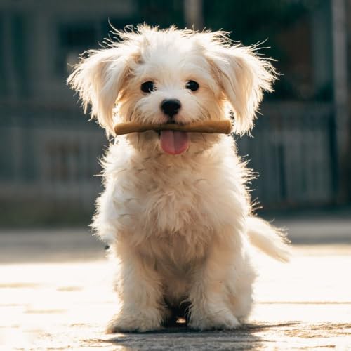 Wildfang® Kaffeeholz für Hunde – natürliches, unzerstörbares Kauspielzeug aus Kauholz für Aggressive Kauer & Welpen im Zahnwechsel, Zahnpflege Spielzeug Hund, Größe XXS (unter 5 kg)