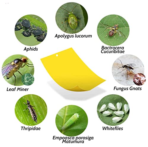 Hgslwft 5 Count Sticky White Fly Trap (Pack Of 5) #TOP3