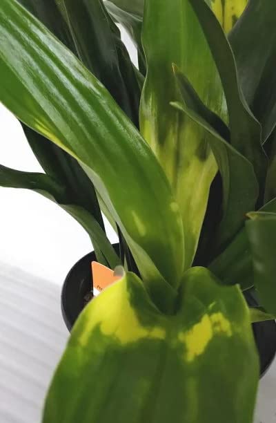 Amazon | オモト（万年青） 黄斑（5.5号） | 鉢