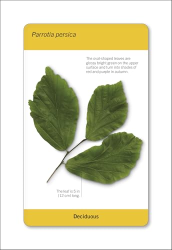 Our World in Pictures Trees of the World Flash Cards (DK Our World in Pictures) - Image 10