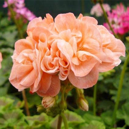 New 20 Pcs Geranium Apple Blossom Flower Seeds for Gardening Light Orange