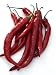 50+ Cayenne Pepper Seeds- Italian "Cayenna"- Heirloom Variety!
