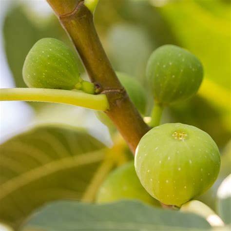 Mphmi Live Plant Nursery NCR Plants Fig plant Excel- Fruit Plants & Tree outdoor