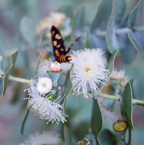 Chuxay Garden 10 Seeds Eucalyptus Pulverulenta 'Baby Blue',Florist Silver Dollar,Powdered Gum 'Baby Blue',Silver Mountain Gum Small Evergreen Tree Sprawling Shrub Striking Landscaping Plant #TOP5