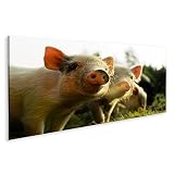 islandburner Prime Bild auf Leinwand Kleine Schweine Ferkel 