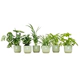 Überraschungskiste - 6 Pflanzen inklusive Topf Vibes Fold Round Ø14 sorbetgrün