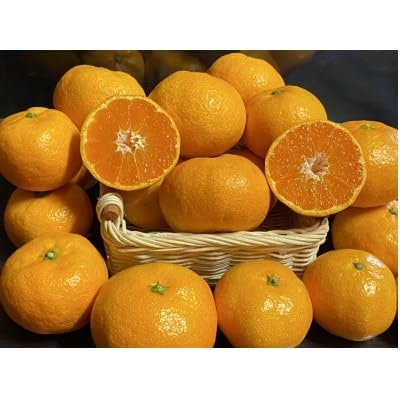 太陽と海の輝みかん5kg(C73-1)