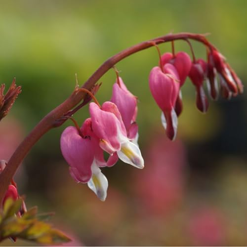 Blumixx Stauden Dicentra spectabilis – Tränendes Herz, rosarot...