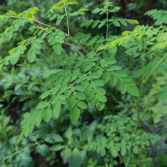 Mphmi Seedless Plant Fruit Plants Drum stick/Sehjan/Moringa Oleifera Tree