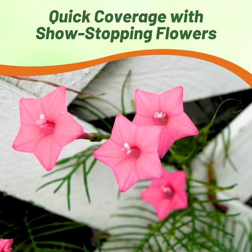 Image of Outsidepride Rose Cypress Vine Seeds - 200 Pcs Annual Flower Seeds with Nectar-Rich, Star-Shaped Flowers & Feathery, Fern-Like Leaves for Fences, Trellises, Pergolas & Vertical Gardens
