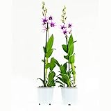 orquideas vandaceas ¿No puedes elegir entre blanco y violeta? No tienes que hacerlo. El único y feliz 'Polar Fire' ofrece ambos.