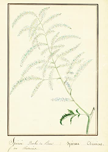 Spiree Barbe de bouc / Spirea Aruncus - Geissblattspierstrauch / Botanik botany / Blume flower / Pflanze plant