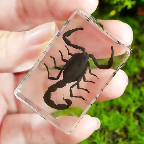 Dskoiph FHCD765-2 Resin Specimen Bugs Collection Paperweights Animal Specimen thumb #4