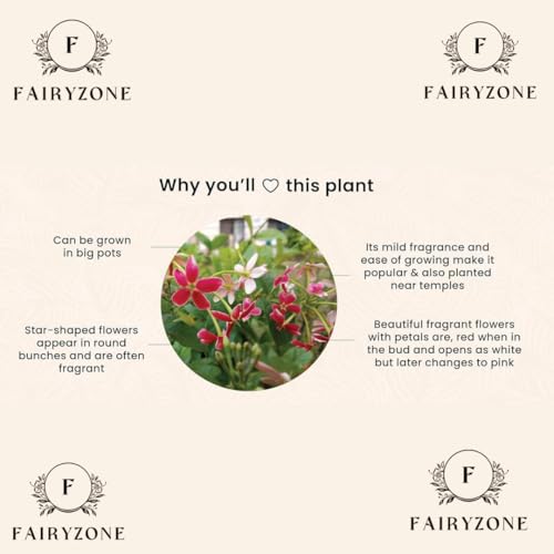 Image of Live Madhumalti Plant | Pink and White Blooms Rangoon Creeper Plant | Pack of 1 (MADHUMALTI FLOWER PLANT) (MADHUMLARI FLOWER PLANT)