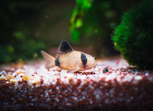 4 Panda Corydoras