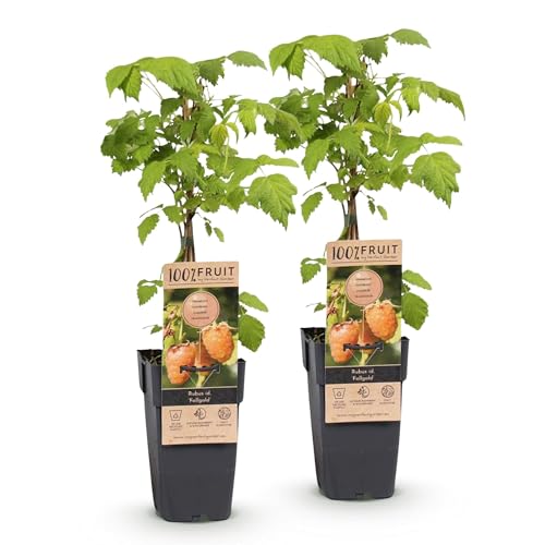 Green boutiQ - Obstpflanze - Rubus idaeus Fallgold - Himbeerpflanze - Winterhart - Gelbe Himbeere - 2 Pflanzen - Topf 15cm - Höhe 50cm