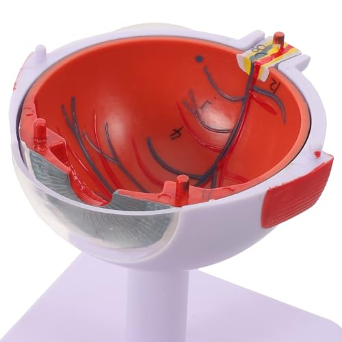 Modèle anatomique de l'œil agrandi support pédagogique sciences Operitacx 3x