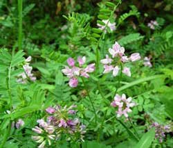 Discount Lawn Care Purple Flowering Crown Vetch - 1 Pound Discount Lawn Care Purple Flowering Crown Vetch - 1 Pound