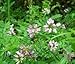 The Dirty Gardener Purple Flowering Crown Vetch - 1 Pound