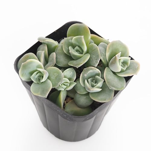 多肉植物 ラブリーローズ」の人気商品一覧 | 安い商品を通販サイトから