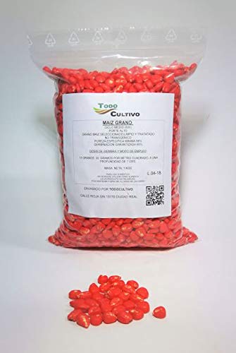 Medium Long Cycle (600) Non-GMO Hybrid Corn 1 Kilo