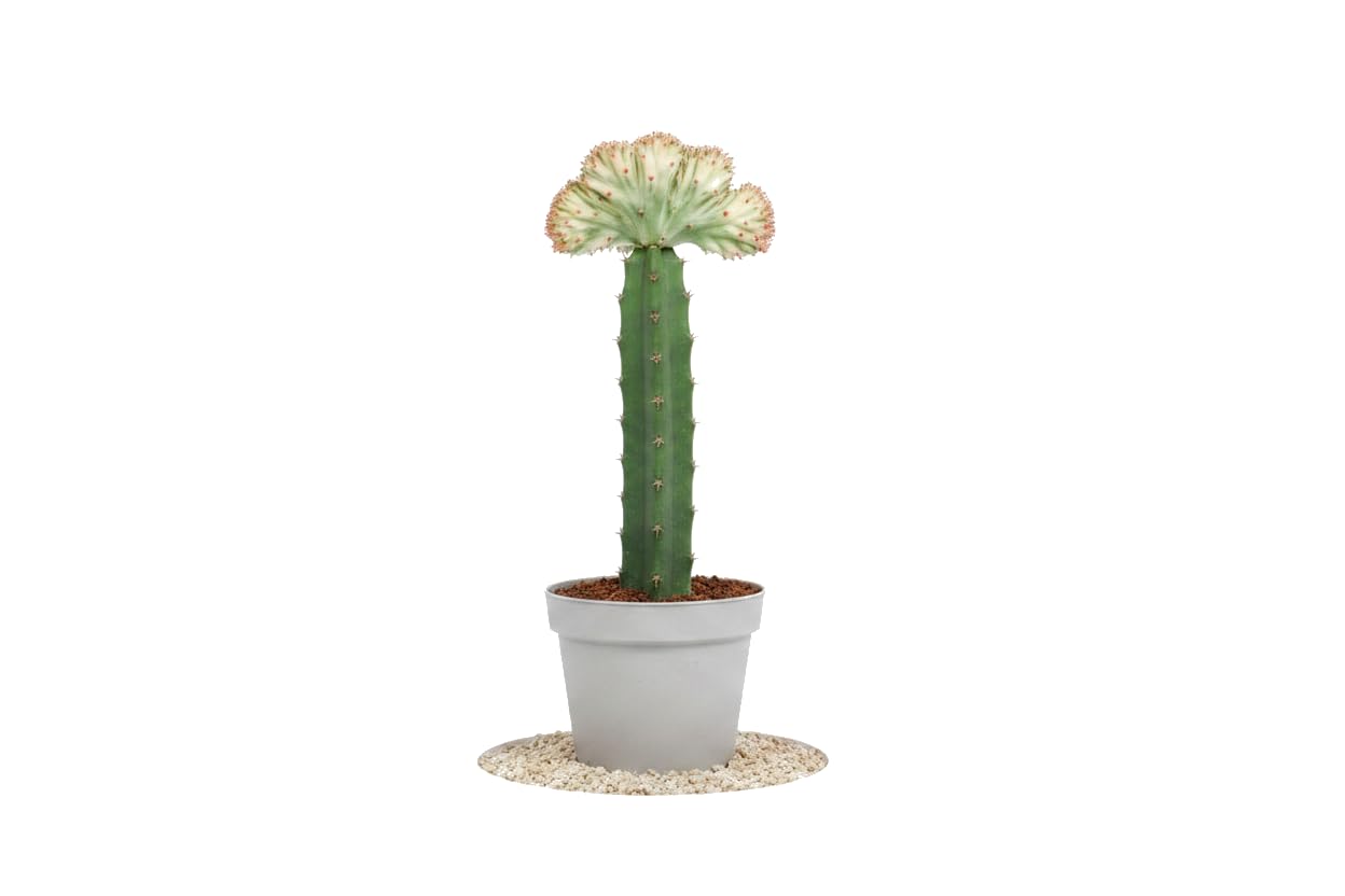DECOALIVE - Planta Euphorbia Lactea Cristata Cactus Coral para Interior y Decoración Natural Maceta 12 cm Diámetro Altura 20 cm