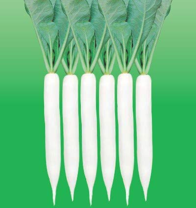 Radish Palak Patta Improved Vegetable seeds Pack of 2 Kitchen Garden Packet by Garden Care-picture-15