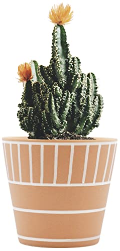 Stephanie Imports Boho Brown Terracotta Planter Pot with Hand-Painted Matte White Design (Block Lines)