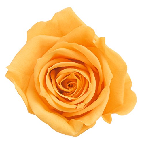 ��n�_�� �v���U�[�u�h�t�����[ ���[�Y�E������ �t���[�e�B�I�����W ��Ԍa3.5~4.5×H3~3.5�p 9�֓� DO003480-351