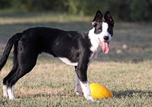 jolly egg dog toy canada