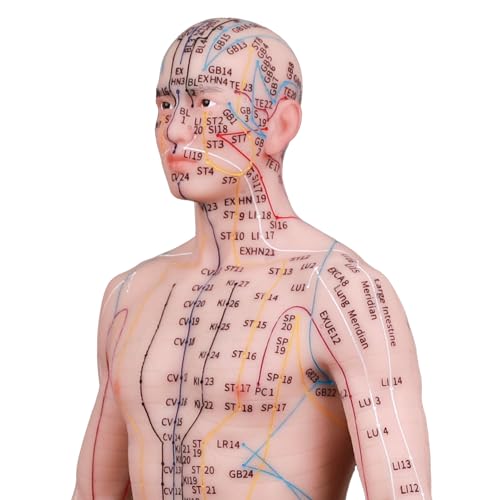 Acupuncture Model 21.65 inch 419 Acupoint, CUAIBB Human Acupoint Model Full Silicone Body, Acupuncture Doll for Chinese Medicine Teaching Learning Beginners - English Marking