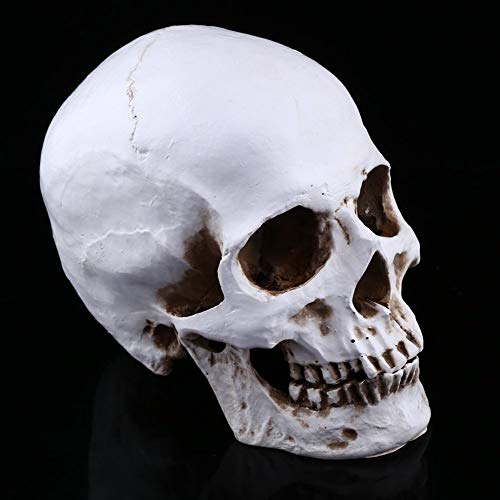 1Pz 1: 1 Formato di Dimensione della Vita Modello