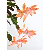 Christa Orange Christmas Cactus Plant - Zygocactus - 2' Pot